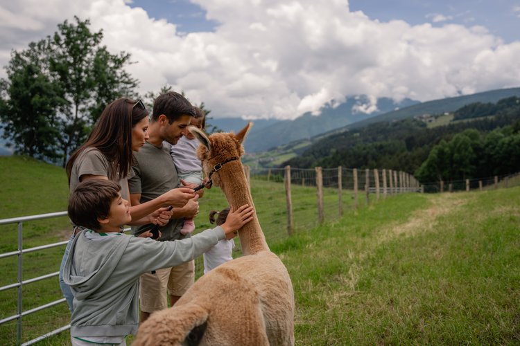 The petting zoo on Monte Cuzzo/Gitschberg The petting zoo on Monte Cuzzo/Gitschberg