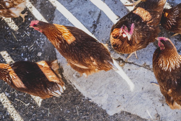 The petting zoo on Monte Cuzzo/Gitschberg The petting zoo on Monte Cuzzo/Gitschberg