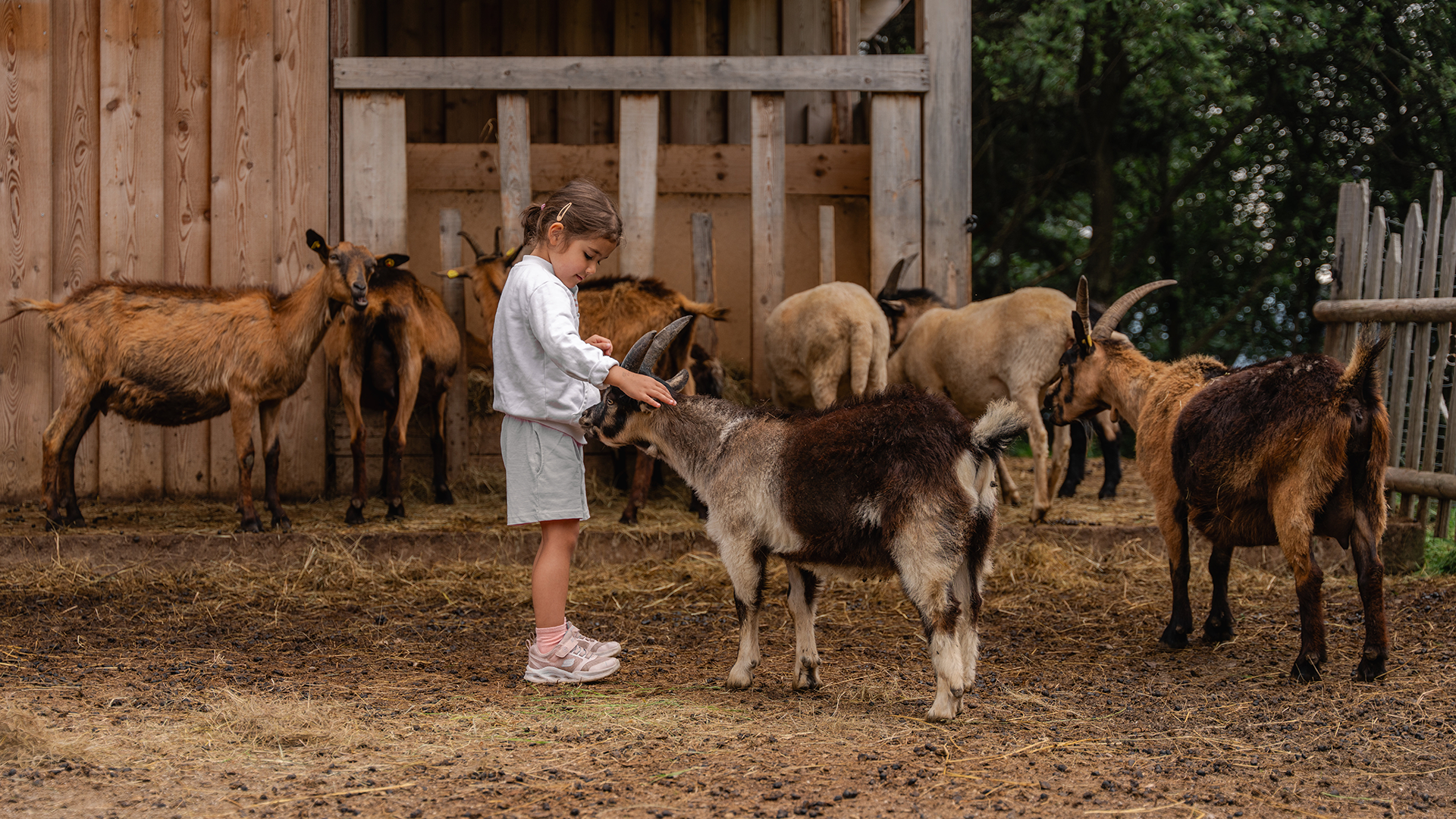 The petting zoo on Monte Cuzzo/Gitschberg The petting zoo on Monte Cuzzo/Gitschberg